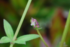 20150426春の草花２　ヨツバムグラ（四葉葎）紫 (1)